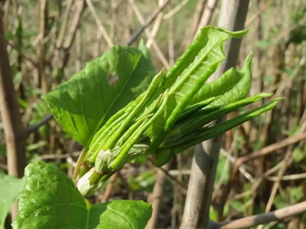 The fresh green shoots and leaves of Japanese Knotweed emerging in spring among last year's canes
