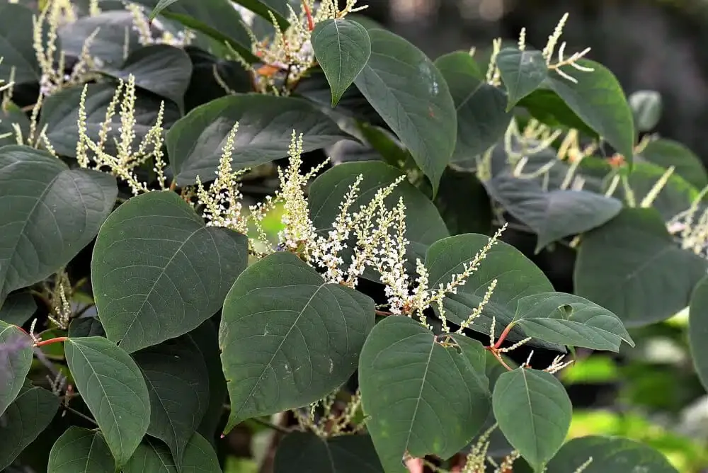 Mature Japanese Knotweed with broad heart-shaped leaves and clusters of creamy-white flowers in late summer