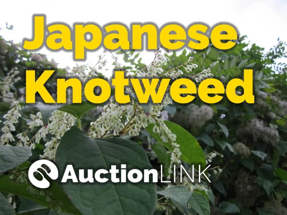 Selling a house with Japanese Knotweed - Auction Link